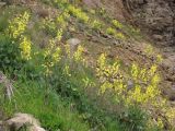 Brassica taurica. Цветущие растения. Южный Берег Крыма, гора Аю-Даг. 14 апреля 2012 г.