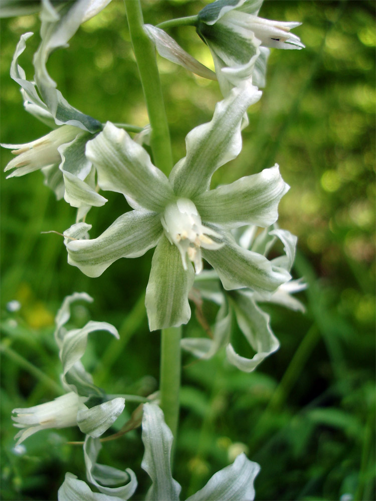 Изображение особи Ornithogalum boucheanum.