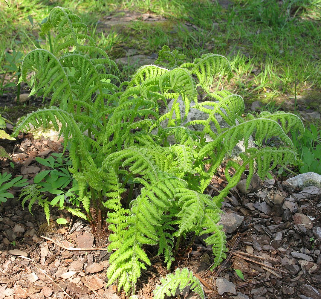 Изображение особи Lunathyrium pycnosorum.