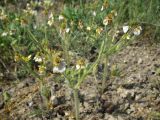 Ranunculus oxyspermus