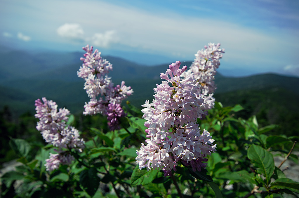 Изображение особи Syringa wolfii.