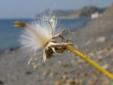 Sonchus arvensis