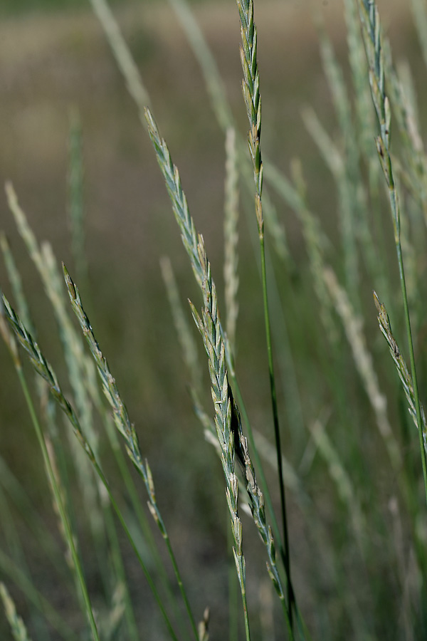 Изображение особи Elytrigia repens.