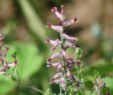 Fumaria officinalis. Соцветие. Иркутская обл., Иркутский р-н, окр. села Пивовариха. 21.07.2013.