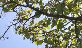 Paulownia fargesii