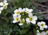 Draba borealis. Соцветие. Курильские о-ва, о. Шикотан, окр. пос. Крабозаводское, на каменном обрыве. 01.06.2013.