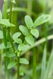 Cardamine amara. Лист. Ленинградская обл., Кингисеппский р-н, окр. оз. Глубокое. 26.05.2013.