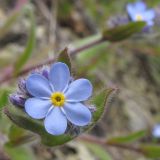 Myosotis lithospermifolia. Цветок с аномальным 6-лепестковым венчиком. Краснодарский край, м/о Анапа, окр. пос. Бол. Утриш, фисташково-можжевеловое редколесье. 05.04.2014.