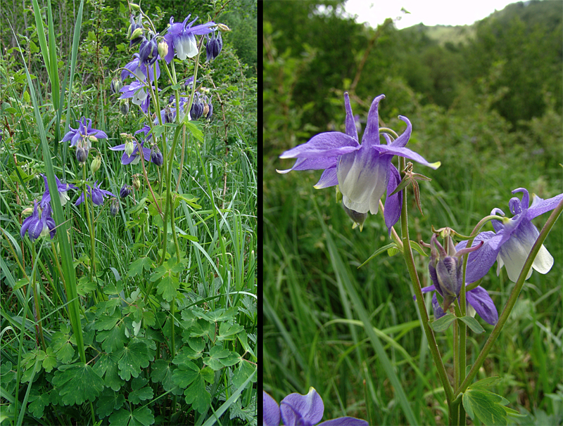 Изображение особи Aquilegia olympica.