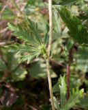 Potentilla impolita