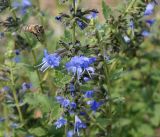 Lophanthus chinensis