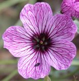 Geranium cinereum