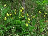 Cypripedium calceolus. Цветущие растения на склоне в лесу. ФРГ, Тюрингия, окрестности Йены. Май 2007 г.