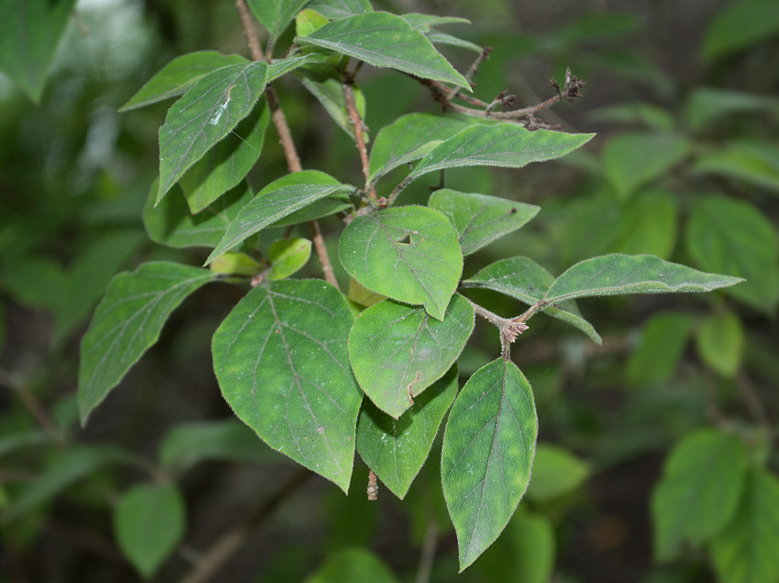 Изображение особи Syringa pubescens ssp. julianae.
