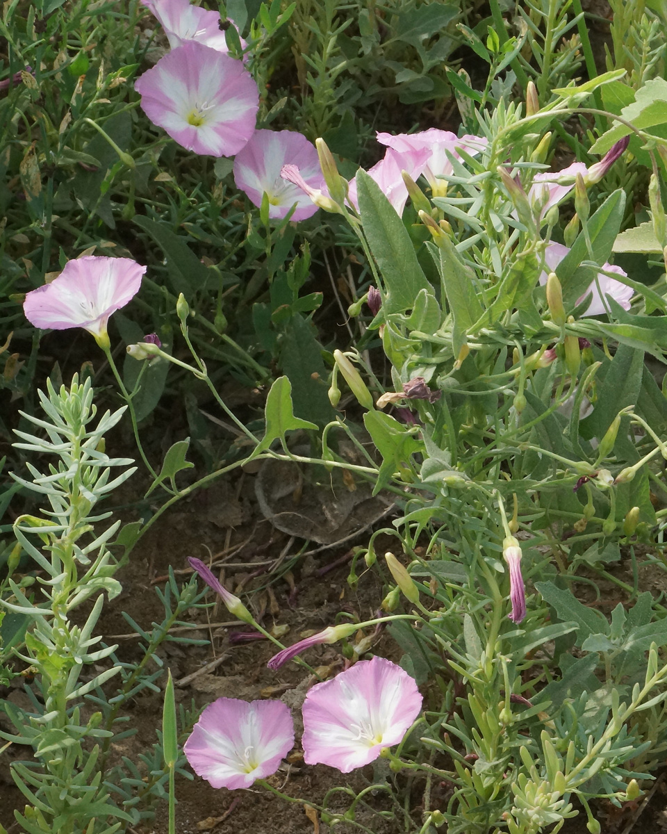 Изображение особи Convolvulus arvensis.