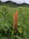 Orobanche centaurina