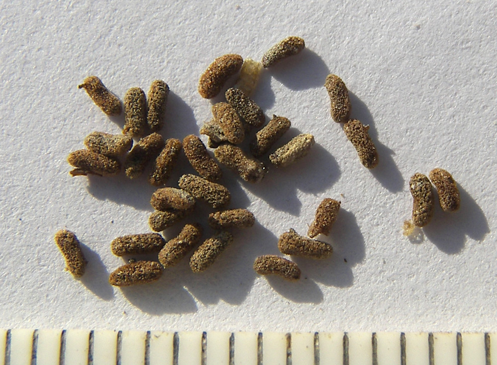 Image of Hypericum lydium specimen.