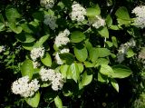 Viburnum burejaeticum. Ветви цветущего растения. Иркутск, Ботанический сад ИГУ. 30.05.2014.