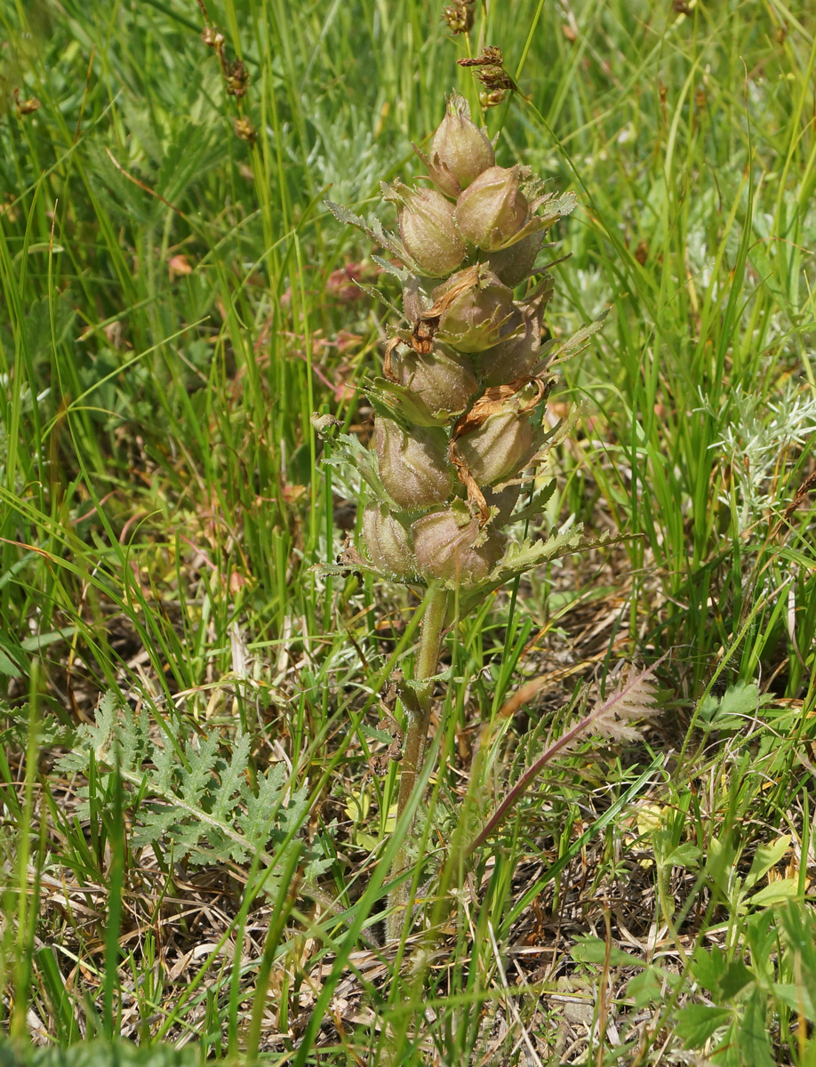 Изображение особи Pedicularis physocalyx.