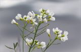 Cardamine dentata. Соцветия с цветками и завязями. Ленинградская обл., Лужский р-н, окр. дер. Сяберо, заросший берег озера. 31.05.2015.