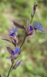 Polygala sibirica