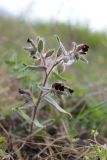 Nonea rossica