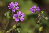 Geranium molle. Верхушки побегов цветущего растения. Греция, Пелопоннес, окр. г. Пиргос, муниципальный парк. 21.03.2015.