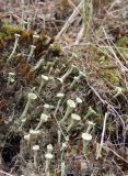 Cladonia fimbriata