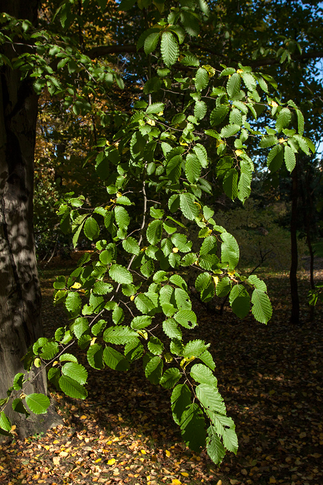 Изображение особи Carpinus betulus.