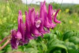 Corydalis multiflora