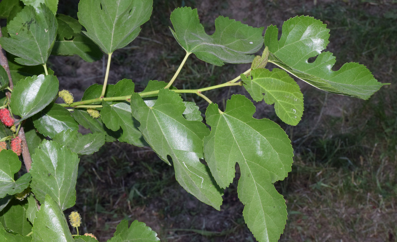 Image of Morus alba specimen.