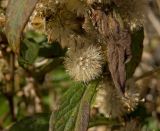 Solidago virgaurea