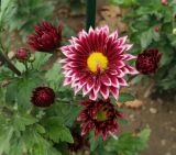 Chrysanthemum indicum. Соцветия. Южный берег Крыма, Никитский ботанический сад, в культуре. 29.10.2017.