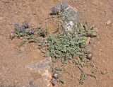 Astragalus nivalis. Отцветающее растение. Таджикистан, Фанские горы, окр. Мутного озера, ≈ 3500 м н.у.м., сухой склон. 02.08.2017.