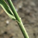 род Bromopsis