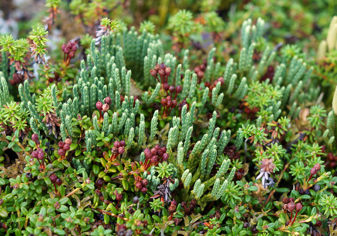 Изображение особи Diphasiastrum alpinum.