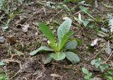 Lactuca serriola