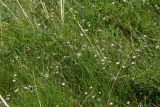 Stellaria graminea