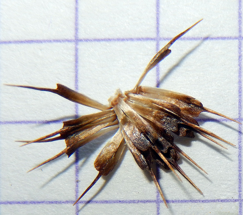 Image of Anthemis altissima specimen.