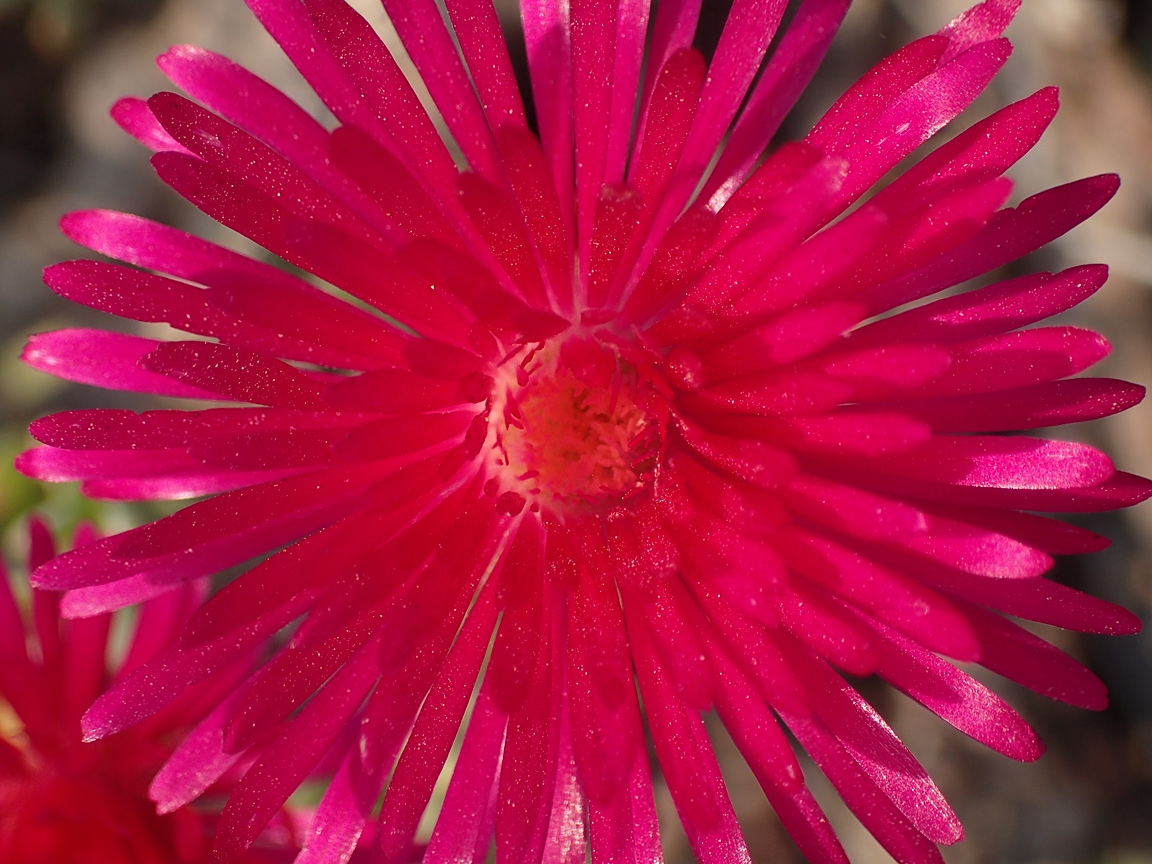 Изображение особи Lampranthus falcatus.