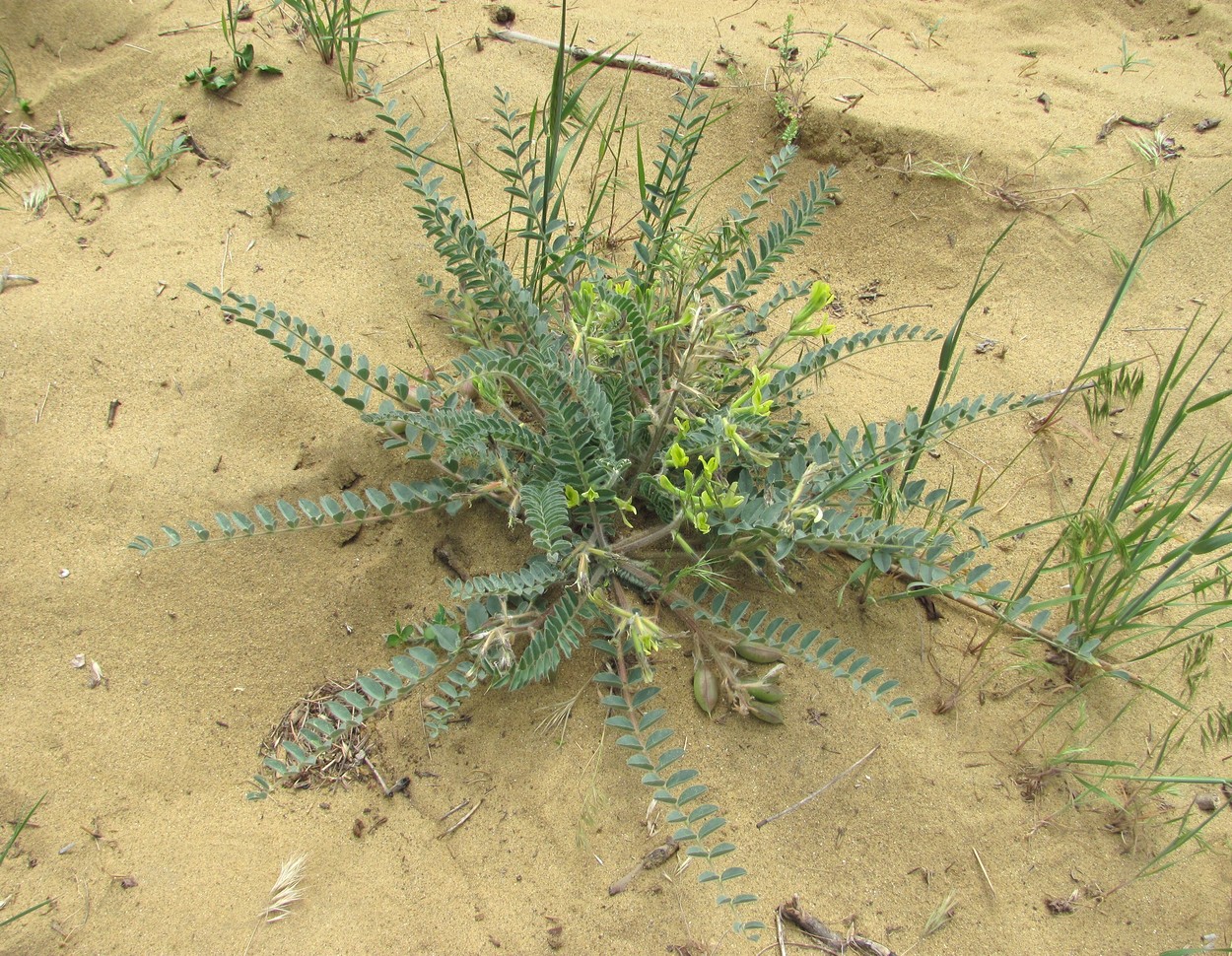 Изображение особи Astragalus longipetalus.