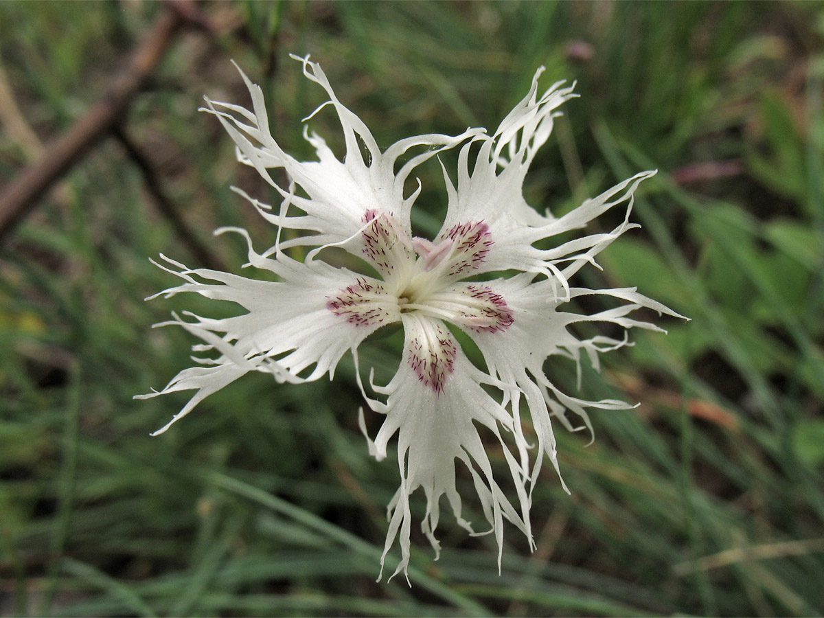 Изображение особи Dianthus pseudoserotinus.