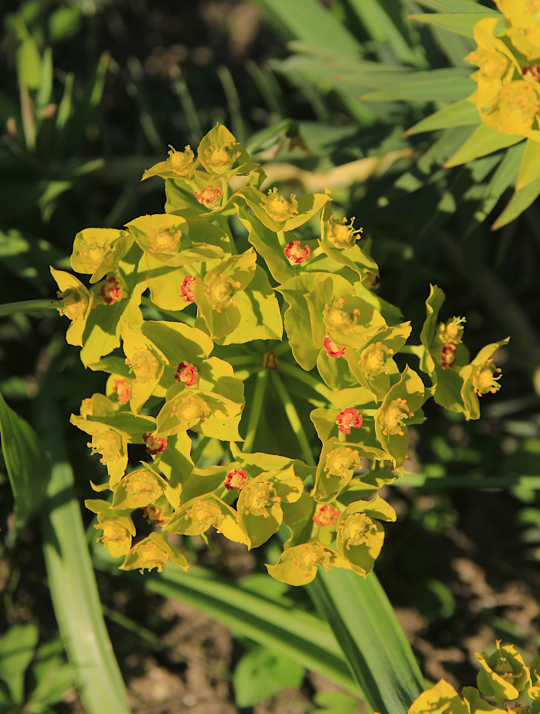 Изображение особи Euphorbia rigida.