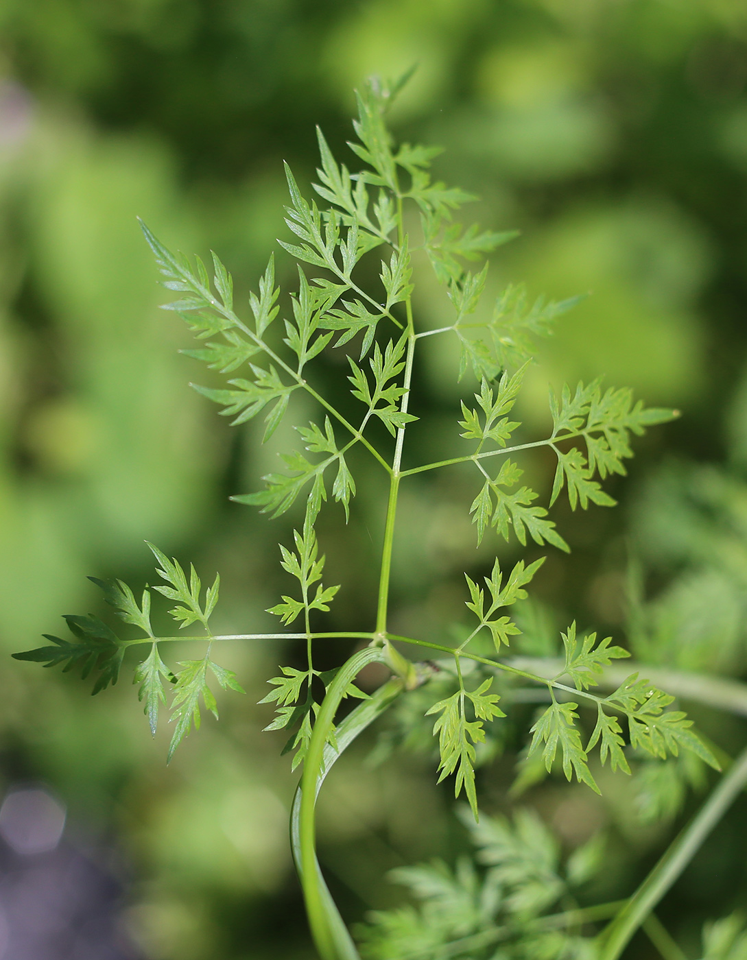 Изображение особи Aethusa cynapium.