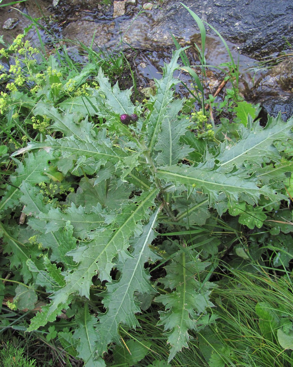 Изображение особи Cirsium elbrusense.