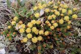 Rhodiola quadrifida. Цветущее растение. Республика Алтай, Усть-Коксинский р-н, Теректинский хребет, долина озера Большая Громотуха, плато над долиной, выс. 2500 м н.у.м., горная тундра. 24.06.2019.