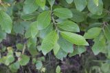 Salix caprea