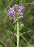 Betonica officinalis