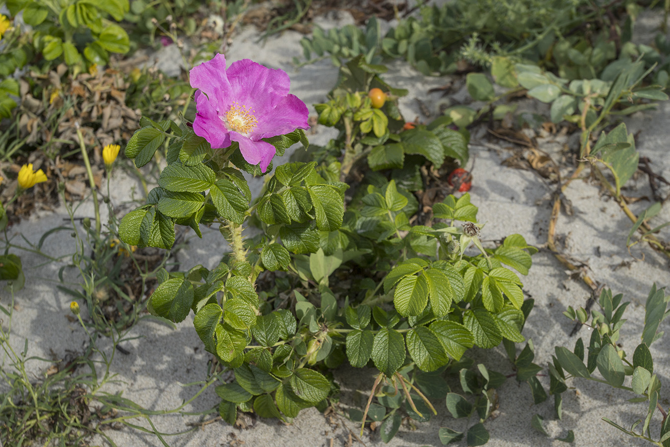 Изображение особи Rosa rugosa.