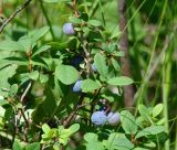 Vaccinium uliginosum. Часть плодоносящего растения. Иркутская обл., Иркутский р-н, ур. Падь Еловая, влажный луг с редкими кустарниками. 20.07.2020.